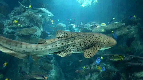 shark in the aquarium